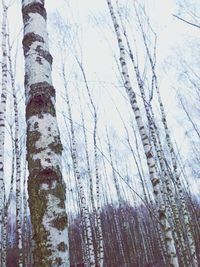 Bare trees on snow covered landscape