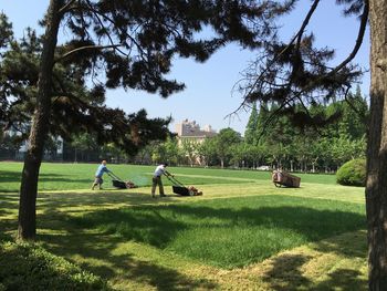 Men mowing green lawn against clear sky