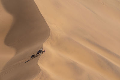 A group of oryx stands on the crest of a sand dune