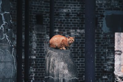 Side view of cat sitting on wall against building