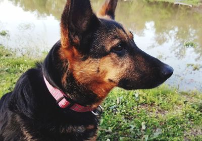 Close-up of dog looking away