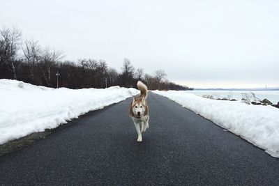 Dog standing on snow covered landscape