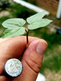 Close-up of cropped hand holding plant