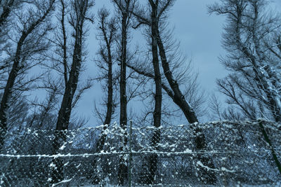 Bare trees in forest during winter