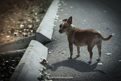 High angle view of a dog