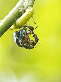 Close-up of insect on leaf