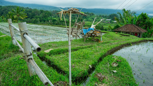 Scenic view of agricultural field