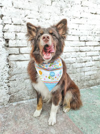 Portrait of dog standing against wall