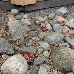 High angle view of ladybug on rock