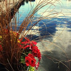 Close-up of red flowers in lake