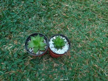 High angle view of potted plant on field