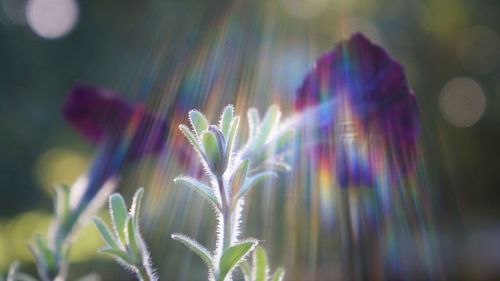 Close-up of purple flowering plants