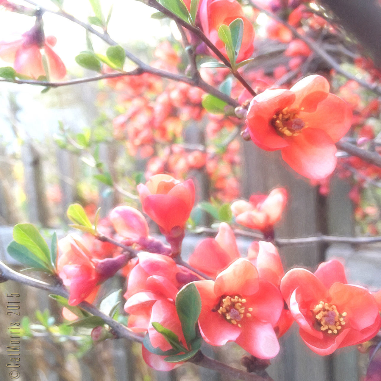 flower, freshness, growth, petal, fragility, red, focus on foreground, close-up, beauty in nature, flower head, nature, plant, blooming, bud, blossom, branch, in bloom, stem, pink color, day