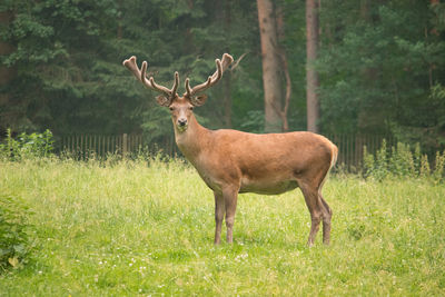 Deer standing on land forest