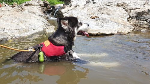 Dog drinking water from rock