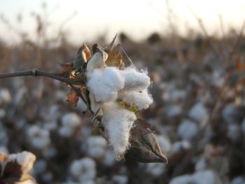 Close-up of cotton blooming