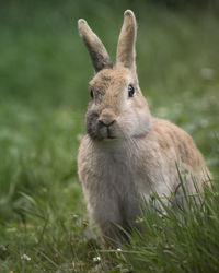 View of an animal on grass