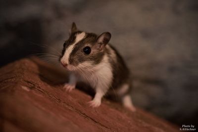 Close-up of cat on wooden floor