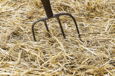 High angle view of dry plants