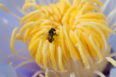 Close-up of bee on yellow flower