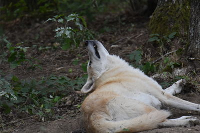 View of white cat lying on land