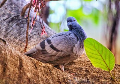 Close-up of bird perching on a tree