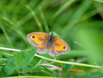 Close-up of butterfly on leaf