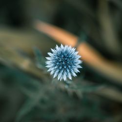 Close-up of dandelion