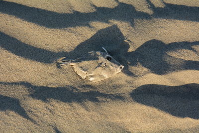 Shadow of bird on sand