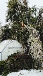 Plants growing on a tree