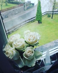 Close-up of white roses