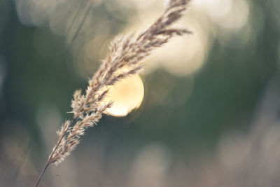 Close-up of wheat plant