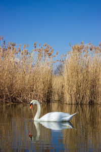 Swan swimming in lake against clear sky