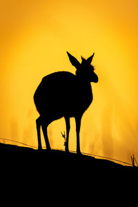 Kirk dik-dik stands on horizon in silhouette