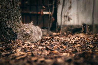 Close-up of cat on field