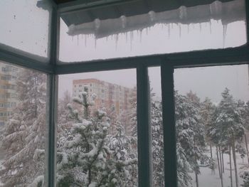 Trees seen through window during winter