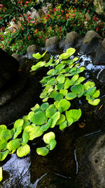 Fallen leaves in pond