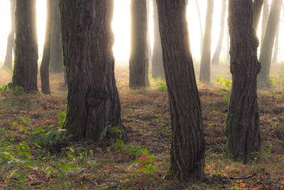 Trees in forest