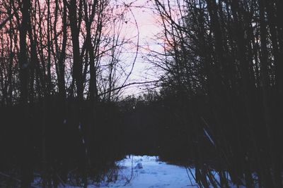 Trees in forest during winter