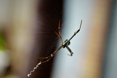 Close-up of spider on web