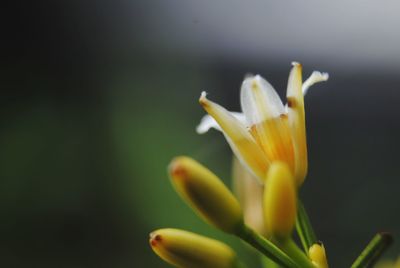 Close-up of yellow flower