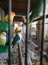 Close-up of parrot perching in cage