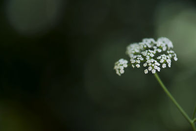 Close-up of white flowering plant