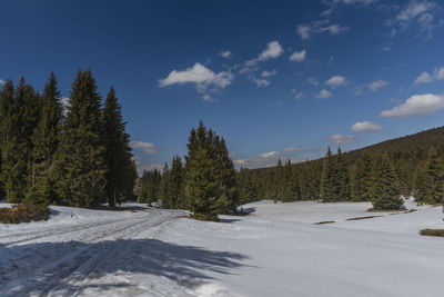 Pine trees on snowcapped mountains against sky