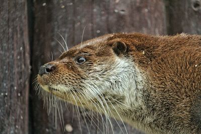 Close-up of otter