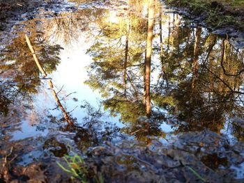 Reflection of trees in lake