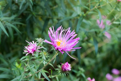 Close-up of pink flower blooming outdoors