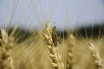 Close-up of wheat on grass