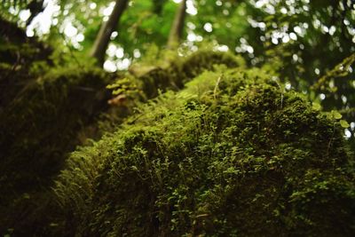 Close-up of moss growing on tree