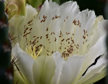 Close-up of white flowering plant